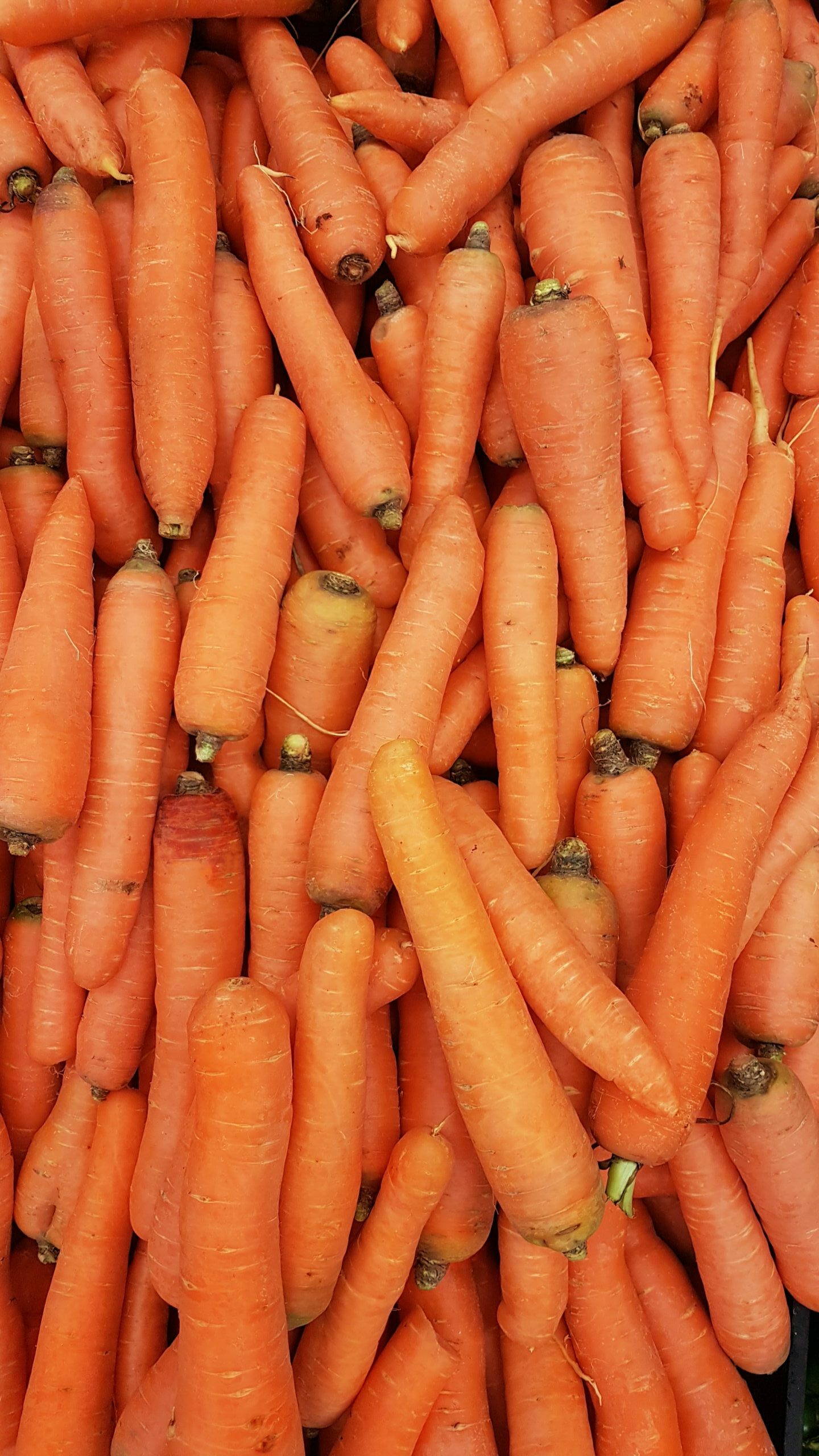 Carrots