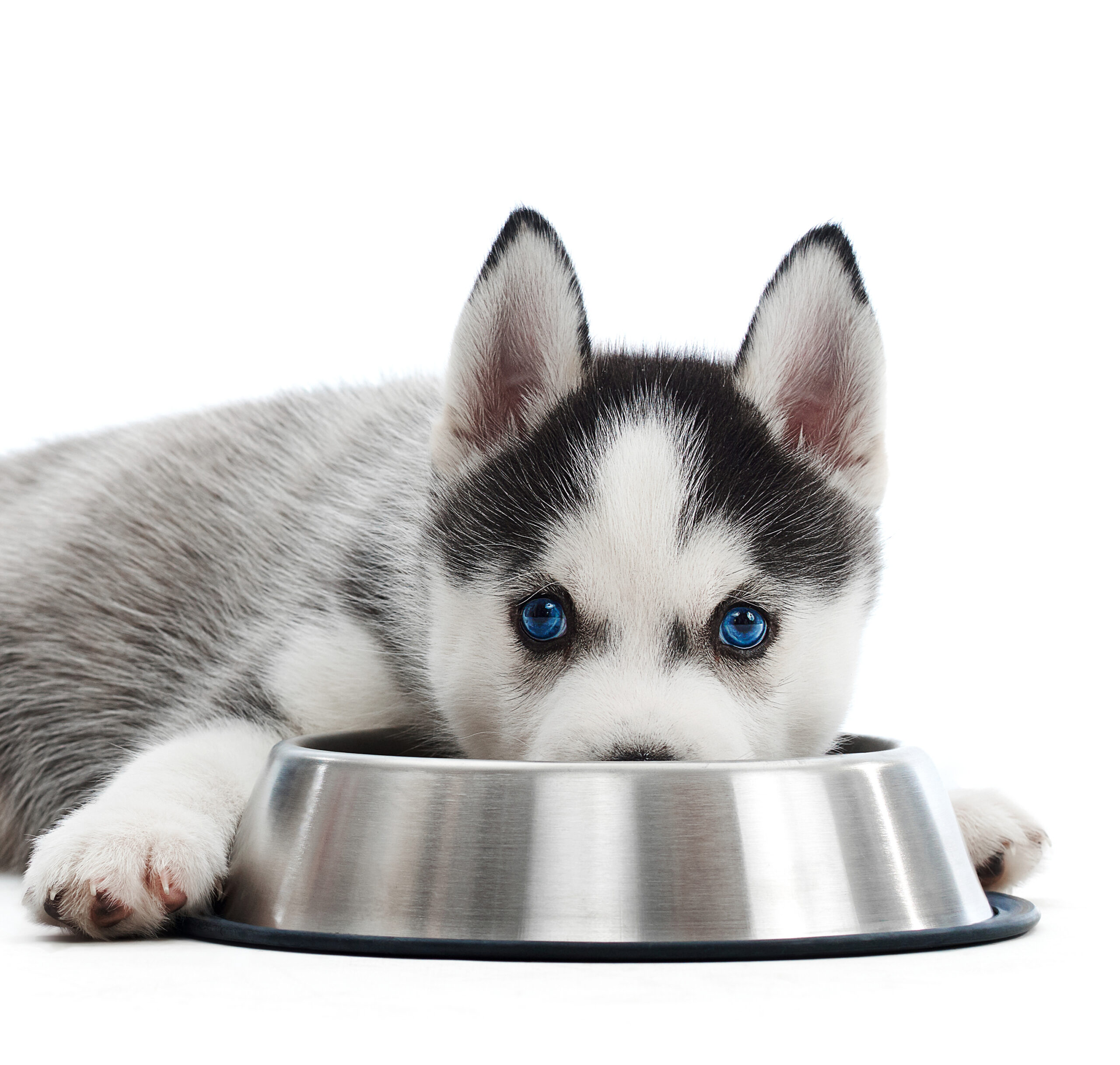 A blue-eyed husky dog with an empty dog food bowl.