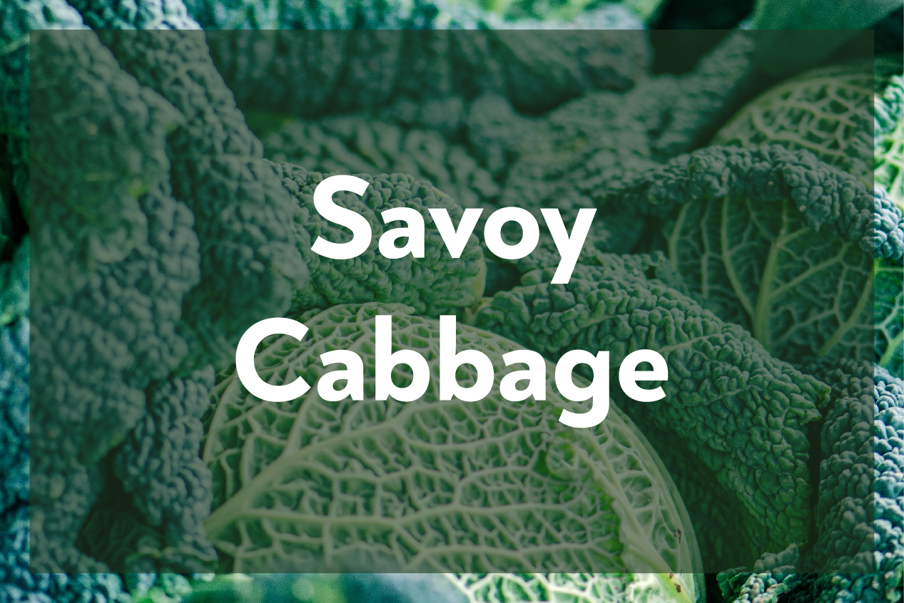 Savoy Cabbage