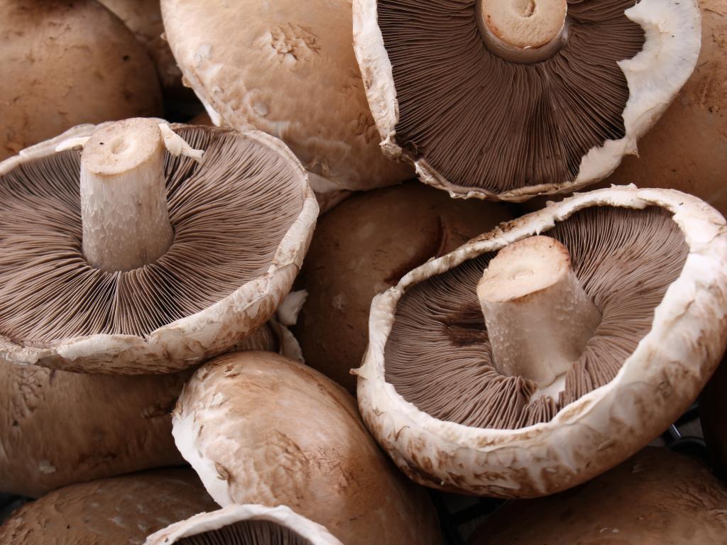 Portobello Mushrooms