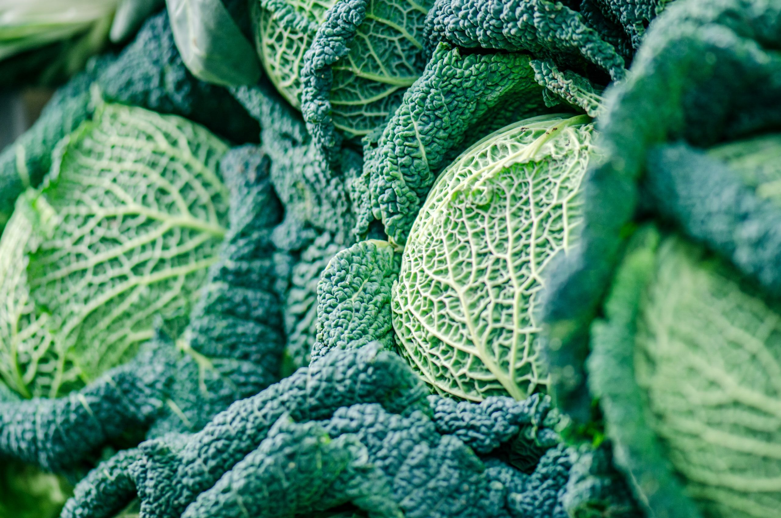 Savoy Cabbage