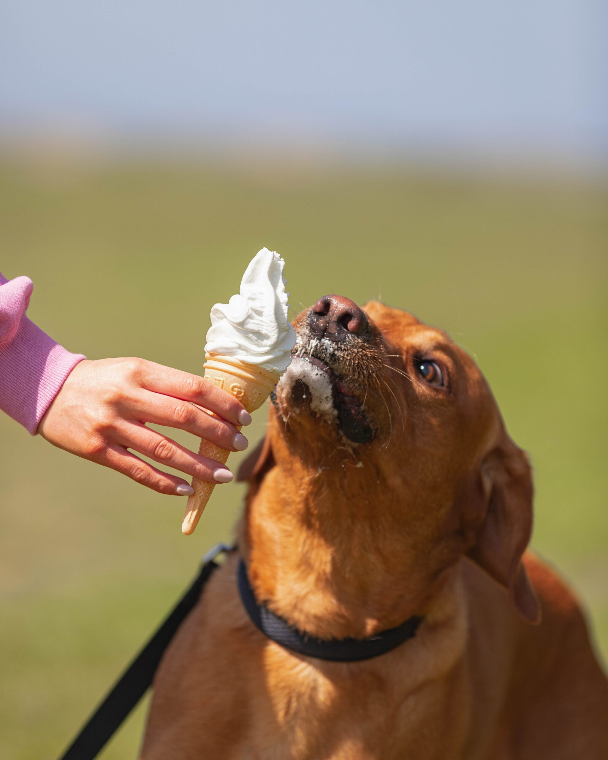 Dog eating ice cream