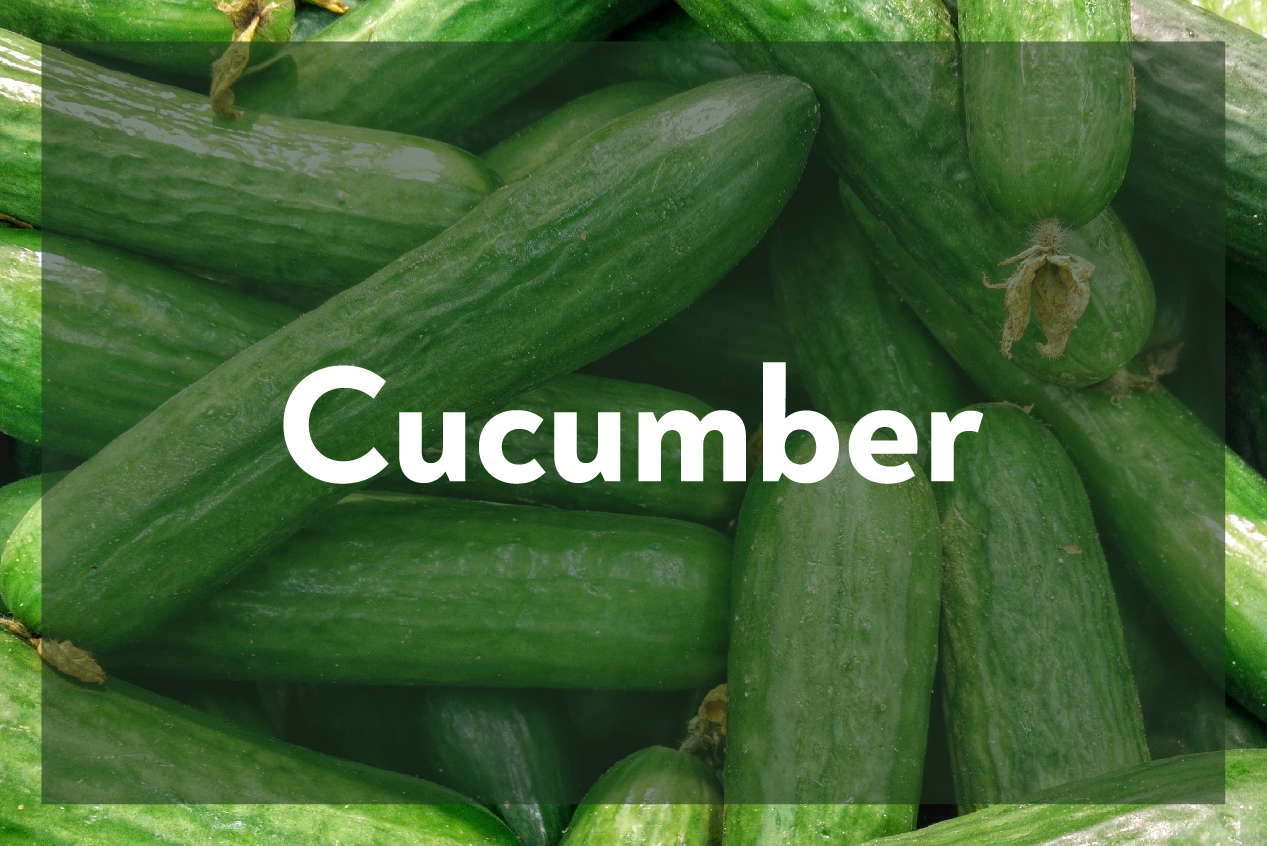 Cucumber